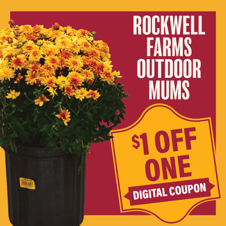 Image of Offer Save $1 on ONE (1) Rockwell Farms Fall Mums 1.5gal.