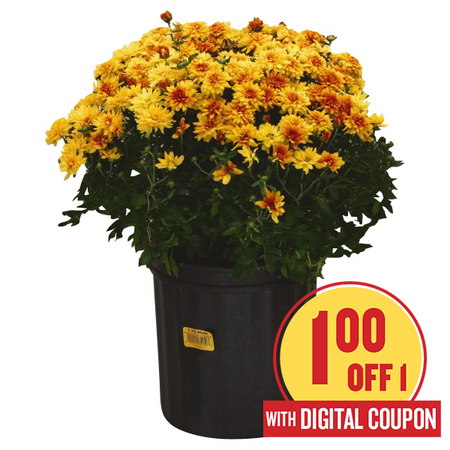 Image of Offer Save $1 When You Purchase ONE (1) Locally Grown Fall Mums 1.5gal.