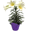Save $2.00 on one (1) Premium Easter Lily (6-inch, Limit 2)